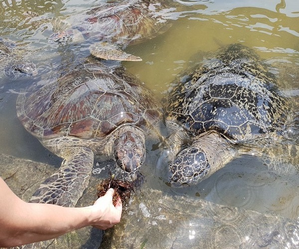 Turtle Islands Tour | Water Sports and Uluwatu Tour