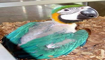 Bali Bird Park | Bali Activities Tour | Bali Golden Tour