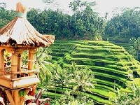 VIEW TEGALLALANG RICE TERRACE | UBUD RICE TERRACE | BALI INTEREST PLACE | BALI GOLDEN TOUR