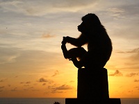 ULUWATU TEMPLE MONKEY | ROCK CLIFF TEMPLE | Bali Golden Tour