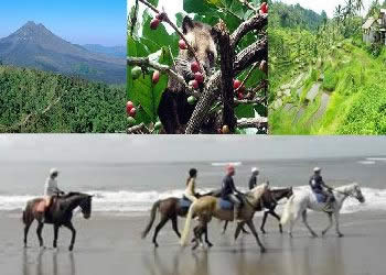 Bali Kintamani Volcano View and Horse Riding VW Safari Tour | Bali VW Safari Adventure Tour | Bali Golden Tour