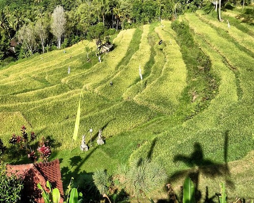 Bukit Jambul Rice Terrace | bali Interest Place | Bali Golden Tour