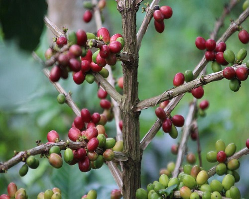 Coffee Plantation or Agrotourism | Bali Interest Place | Bali Golden Tour