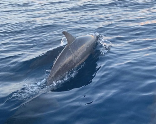 Lovina Dolphin | Round Trip 7 Days and 6 Nights Tour | Bali Golden Tour