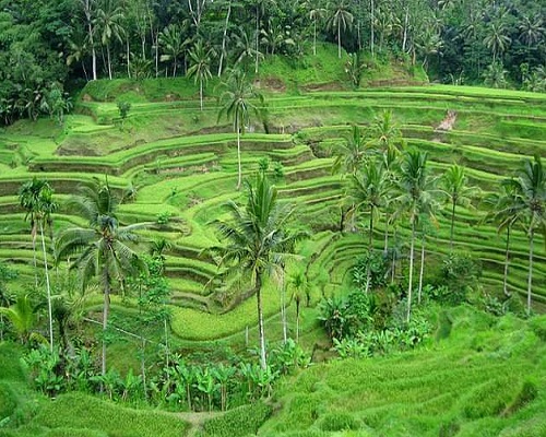 Full Day Ubud Tours | Ubud Tegallalang Rice Terrace | Bali Golden Tour Full Day Ubud Tours | Ubud Tegallalang Rice Terrace | Bali Golden Tour