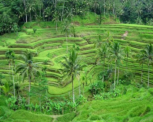 Bali Rafting and Kintamani Tour | Tegallalang Rice Terrace | Bali Golden Tour