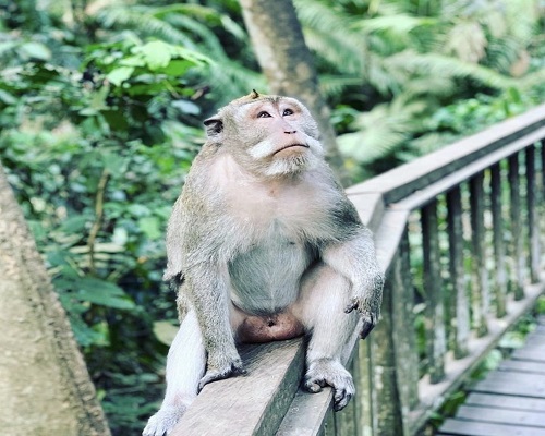 Ubud Monkey Forest | Round Trip 7 Days and 6 Nights Tour | Bali Golden Tour