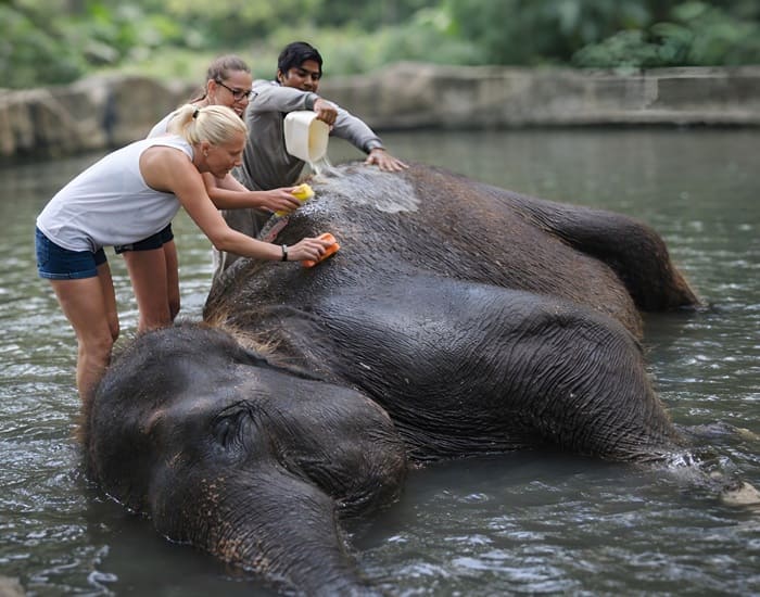 Short Ride(30 Minutes Elephant Ride) | Bali Elephant Ride | Bali Golden Tour