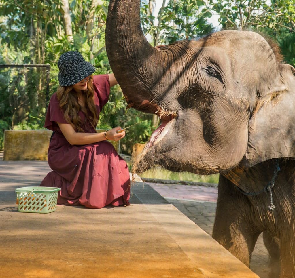 Short Ride(15 Minutes Elephant Ride) | Bali Elephant Ride | Bali Golden Tour