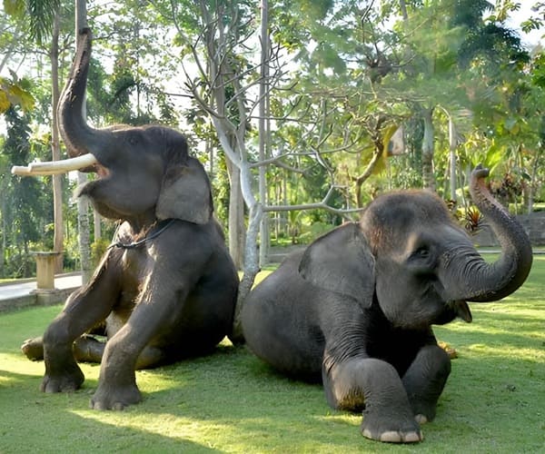 Bali Bakas Elephant Park