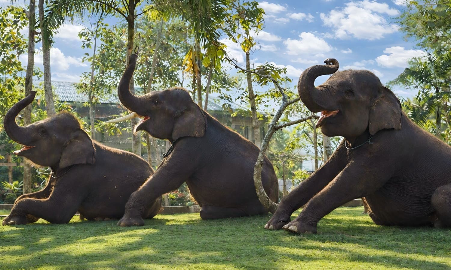 Elephant at Bakas Elephant Park