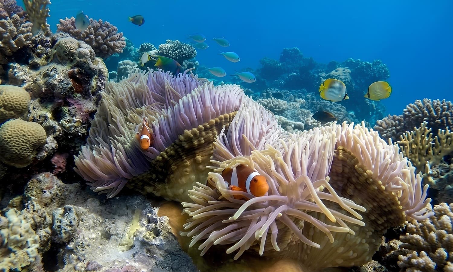 Nemo Fish during Snorkeling at Blue Lagoon and Tanjung Jepun Beach