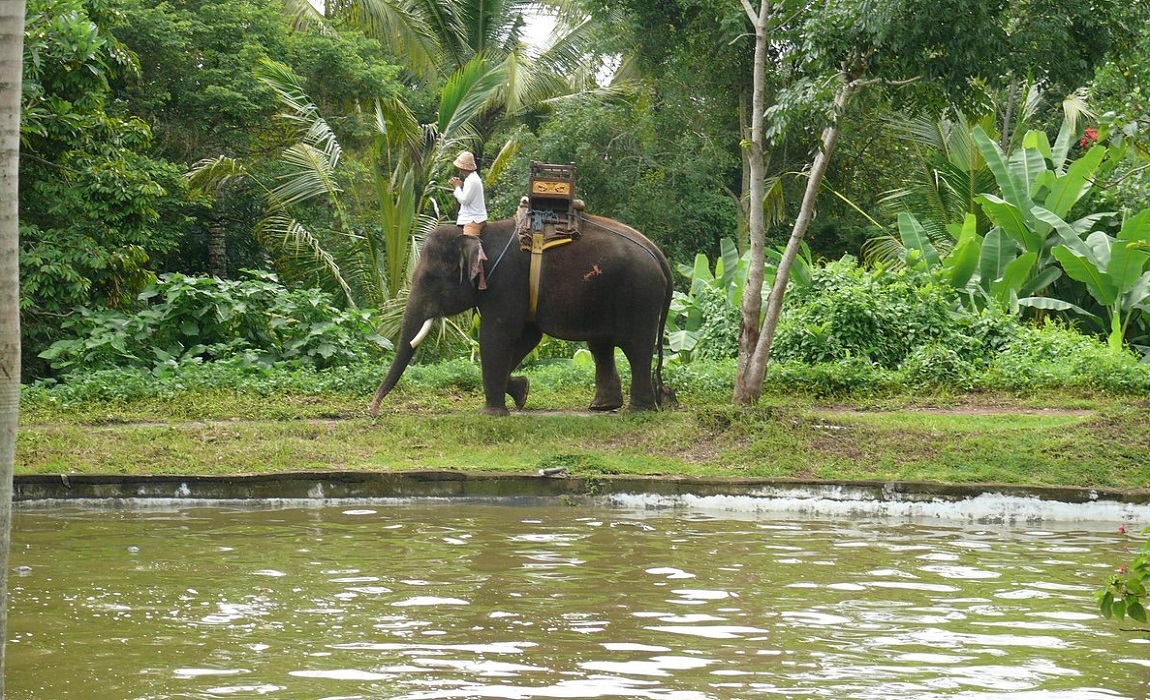 Bali Elephant Camp | Bali Elephant Ride Tour | Bali Golden Tour