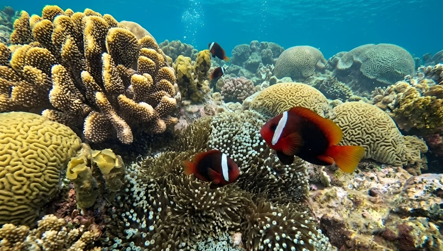 Beautiful Fish and Coral Reef During Snorkeling at Labuhan Amuk