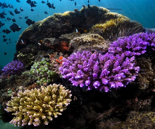 Bali Seawalker | Bali Activities Tour | Bali Golden Tour