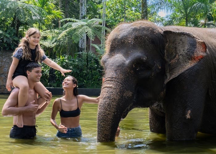 Wash and Bathe Elephant at Taro Elephant Park - Mason Elephant Park