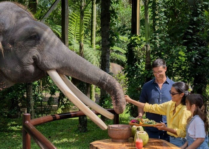 Picnic with an Elephant at Taro Elephant Park - Mason Elephant Park