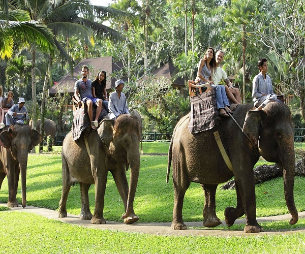 Ride Elephant In the Park | Bali Elephant Ride Tour