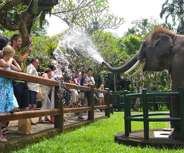 Elephant Education Show | Bali Elephant Ride Tour