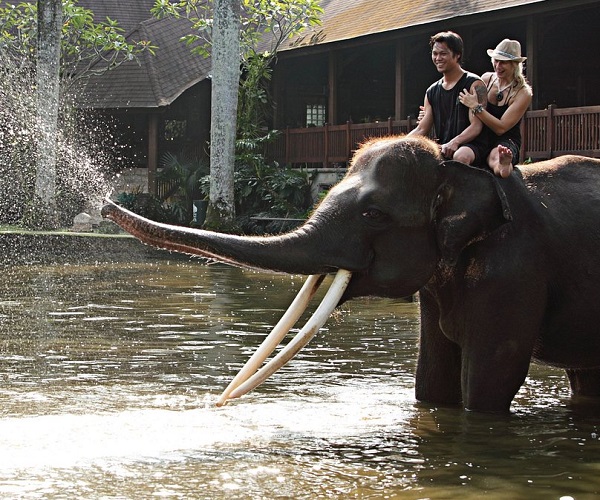 Ride Elephant In the Pool | Bali Elephant Ride Tour