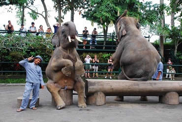 Bali Elephant Ride and Ubud Tour | Bali Combination Tour | Bali Golden Tour