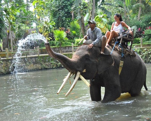 Bali Elephant Ride and Tanah Lot Tour | Bali Combination Tour | Bali Golden Tour