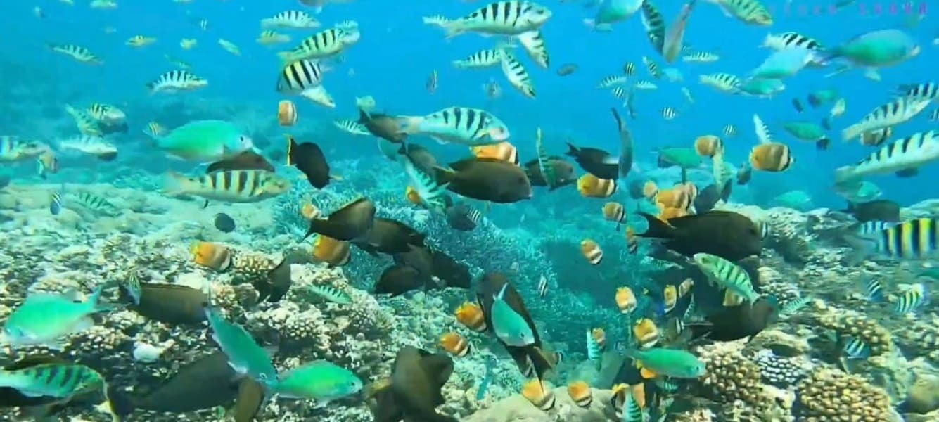 Bali Snorkeling Only at Nusa Lembongan | Bali Nusa Lembongan Tour | Bali Golden Tour 