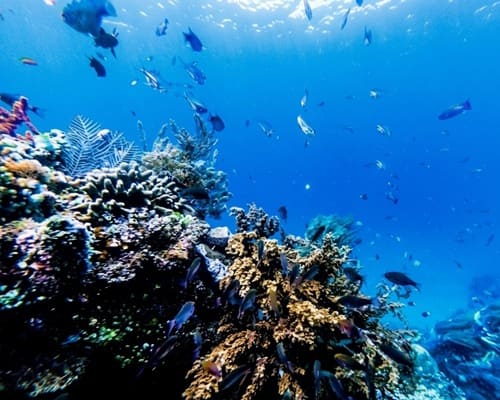 Snorkeling at Amed Beach