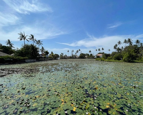 Lotus Ponds at Candidasa