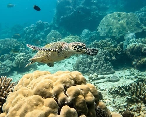 Sea Turtle at Lipah Beach
