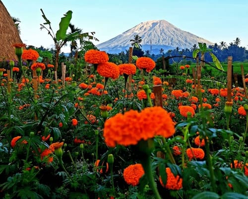 Flower Garden at Maha Gangga Valley