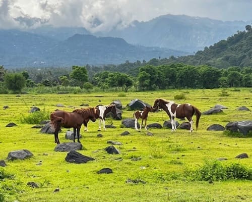 Horse at Savana Tianyar Bali
