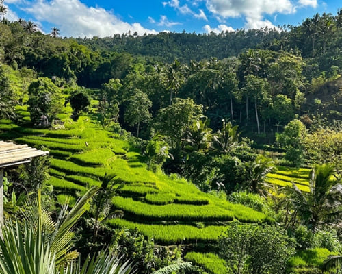 Berina Rice Terrace View From Inside