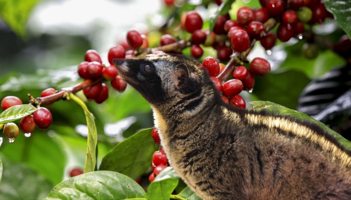 Coffee Plantation | Bali Coffee Luwak | Agro Tourism | Bali Golden Tour