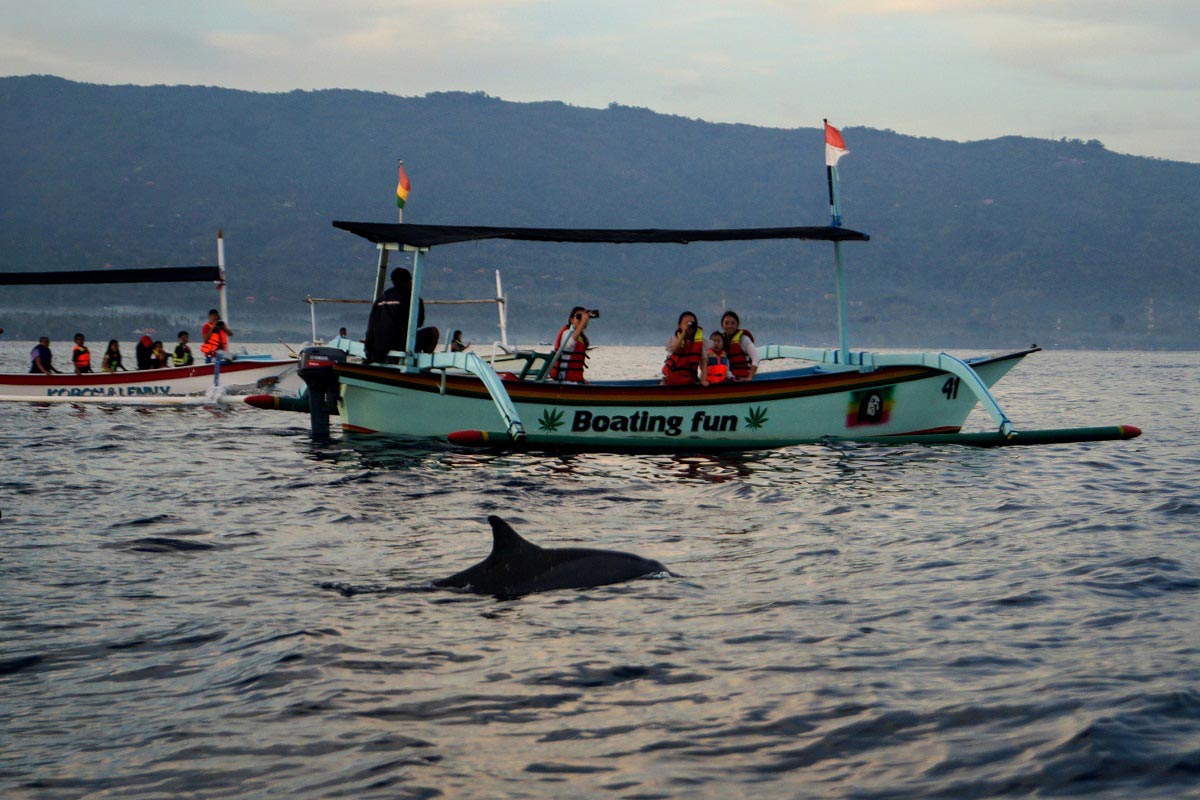 Watching Dolphin at Lovina beach | Traditional Boat Lovina Dolphin | Bali Golden Tour