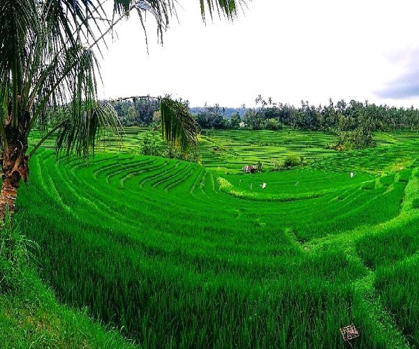 Pupuan Rice Terrace | Belimbing Rice Terrace | Tabanan Places of Interest | Bali Golden Tour