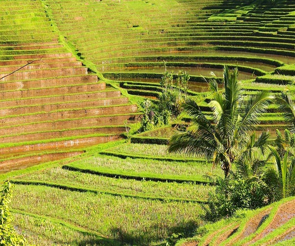Pupuan Rice Terrace | Belimbing Rice Terrace Tabanan Places of Interest | Bali Golden Tour