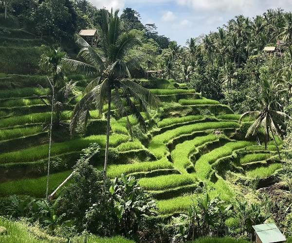 Tegallalang Rice Terrace | Tegalalang Ubud Rice Paddye | Bali Golden Tour