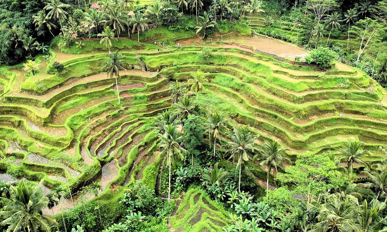 TEGALLALANG RICE TERRACE | UBUD RICE TERRACE | BALI INTEREST PLACE | BALI GOLDEN TOUR