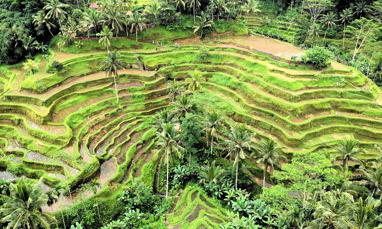 Tegallalang Rice Terrace Bali Ubud Tegalalang Rice Paddy View