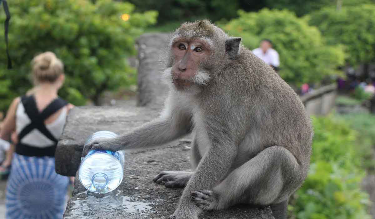 monkey at uluwatu temple, badung places of interest