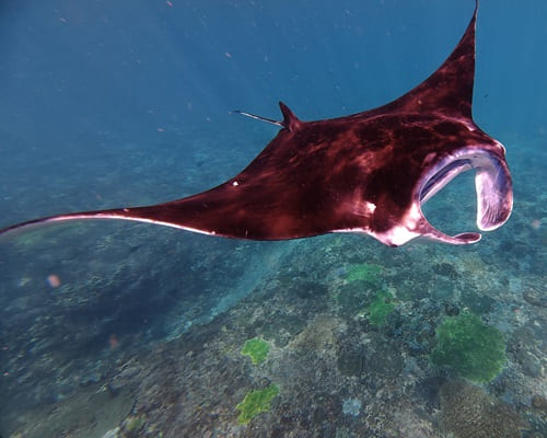 Manta Bay Nusa Penida Snorkeling - Bali Snorkeling and Nusa Penida Tour