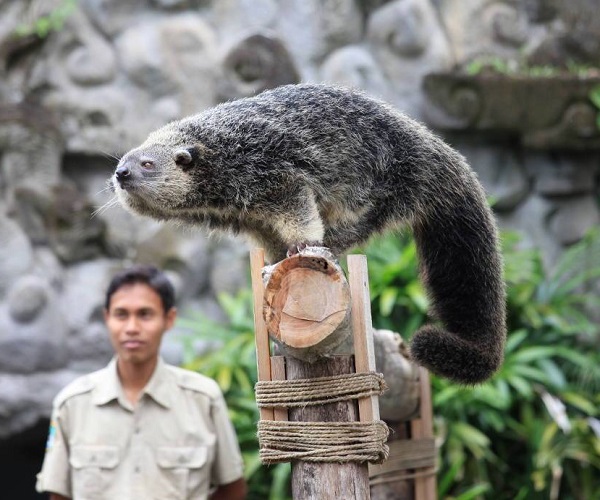 Animal Show | Jungle Hopper Packages | Bali Golden Tour