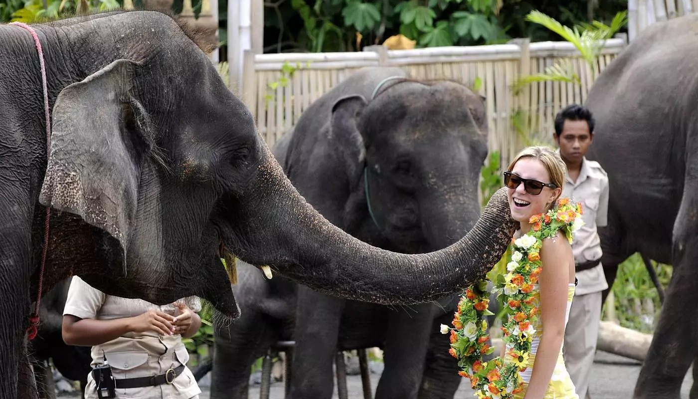 Bali Safari and Tanah Lot Tour - Elephant Show at Bali Safari