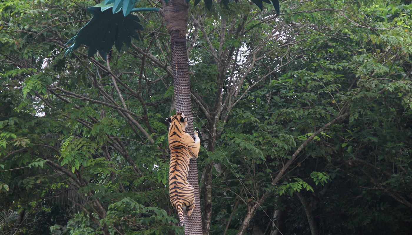 Bali Safari and Kintamani Tour - Tiger Show at Bali Safari