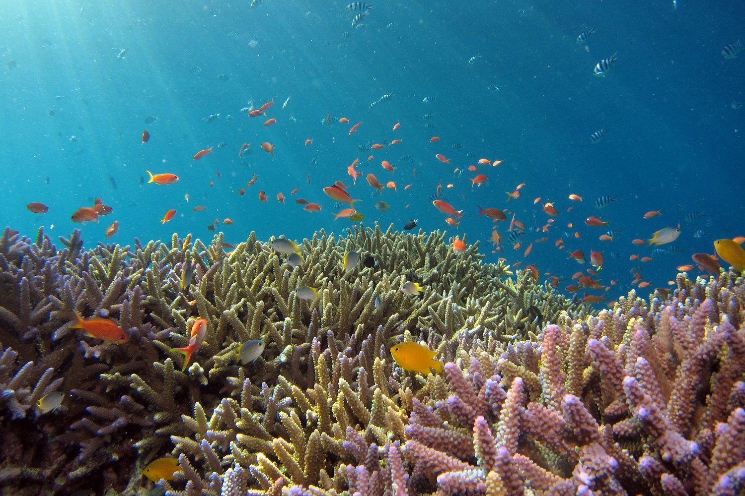 BALI SNORKELING TOUR | BALI GOLDEN TOUR