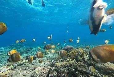 Bali Snorkeling and Nusa Penida Tour | Bali Tour