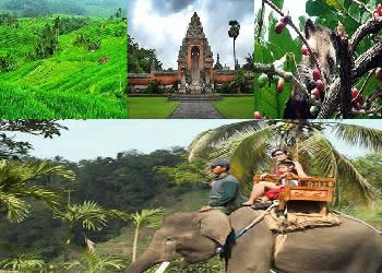 Bali Elephant Ride and Jatiluwih VW Safari Tour | Bali VW Safari Adventure Tour | Bali Golden Tour