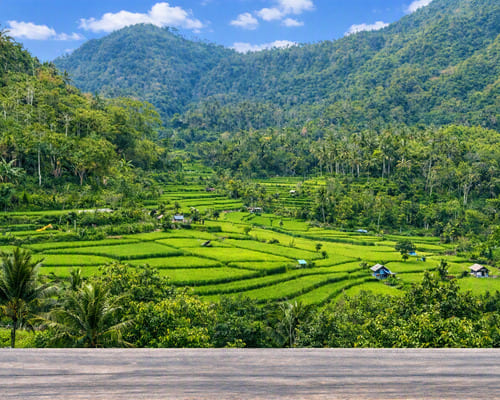 pristine cascading tiers of Berina Rice Terrace