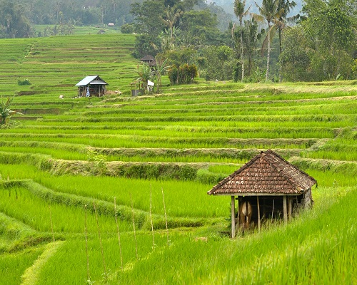 JATILUWIH RICE TERRACE VIEW